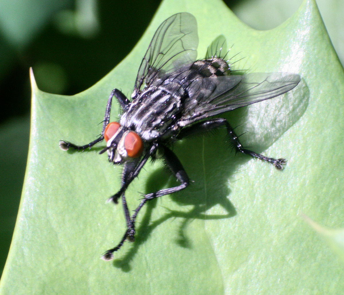 Sarcophaga sp. femmina ?